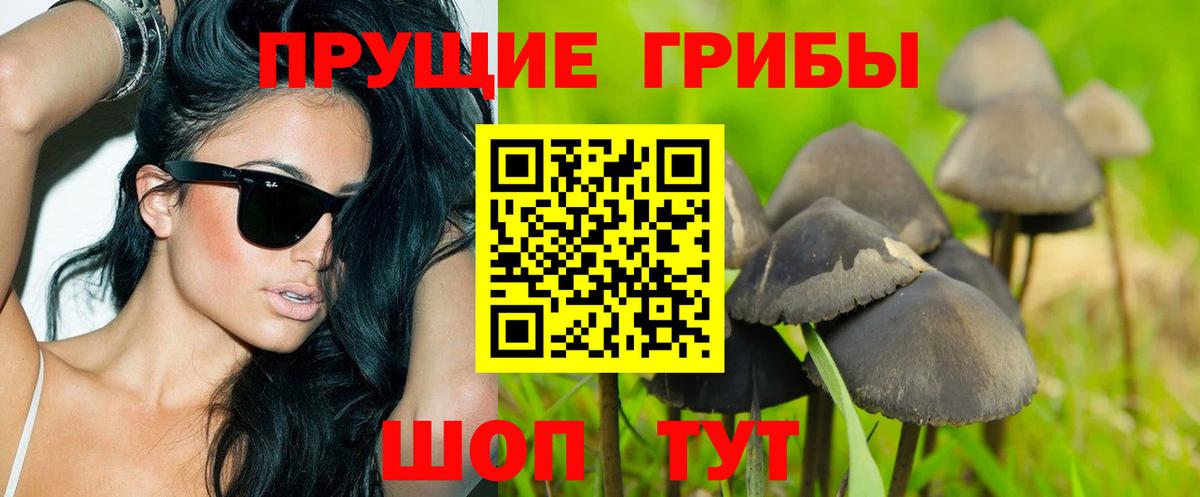 Гусев  закладки  Вход с VPN  Псилоцибиновые грибы Cubensis 